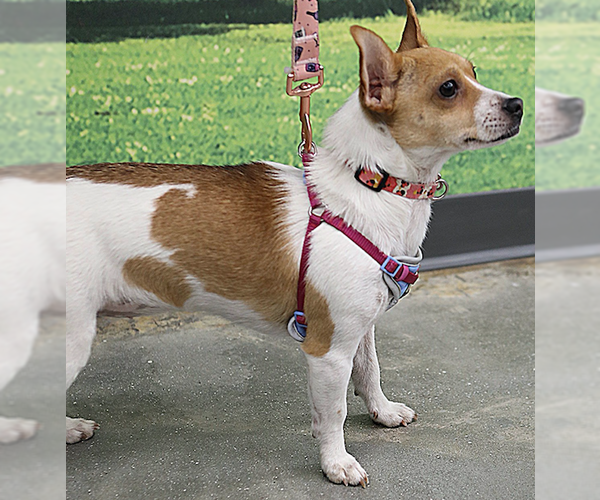 Medium Photo #4 Jack Chi Puppy For Sale in Decatur, GA, USA