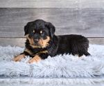 Small #2 Rottweiler