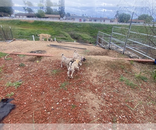 Medium Photo #13 Kangal Dog Puppy For Sale in NORCO, CA, USA