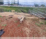 Small Photo #13 Kangal Dog Puppy For Sale in NORCO, CA, USA
