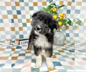 Miniature Australian Shepherd Puppy for sale in FRANKLIN, IN, USA