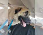 Small #6 Anatolian Shepherd-Great Pyrenees Mix