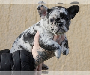 French Bulldog Puppy for sale in NEW YORK, NY, USA