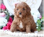Small Photo #8 Cavapoo Puppy For Sale in JONES, MI, USA