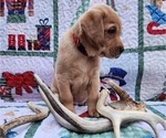 Small Photo #38 Labrador Retriever Puppy For Sale in BUFFALO, NY, USA