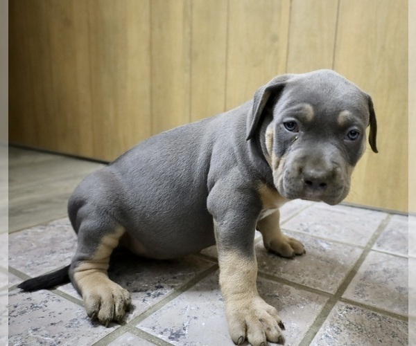 Medium Photo #4 American Bully Puppy For Sale in EGG HARBOR CITY, NJ, USA