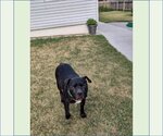 Small #13 American Pit Bull Terrier