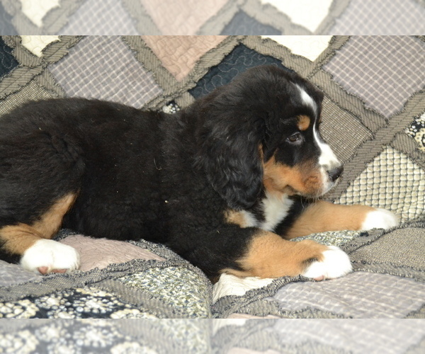 Medium Photo #2 Bernese Mountain Dog Puppy For Sale in GREENWOOD, WI, USA
