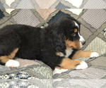 Small #1 Bernese Mountain Dog