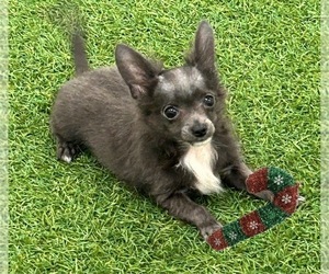 Chihuahua Puppy for sale in LOUISVILLE, KY, USA