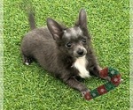 Small Chihuahua