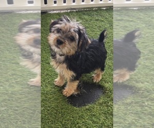 Havashire Puppy for sale in BERKLEY, MI, USA