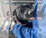 Small #3 Labrador Retriever Mix