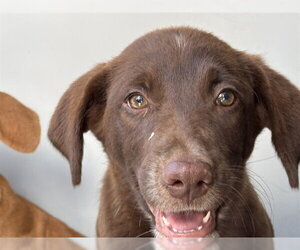 Catahoula Leopard Dog-Unknown Mix Dogs for adoption in Bakersfield, CA, USA