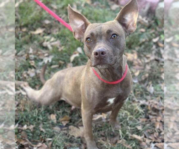 Medium Photo #2 Mutt Puppy For Sale in Yardley, PA, USA