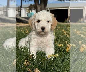 Miniature Bernedoodle Puppy for sale in LONGMONT, CO, USA