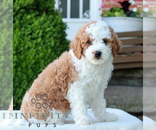 Medium Photo #3 Goldendoodle (Miniature) Puppy For Sale in LITITZ, PA, USA