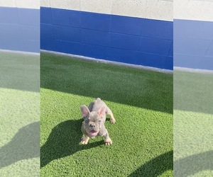 French Bulldog Puppy for sale in RIVERSIDE, CA, USA