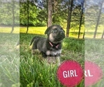 Small Photo #8 German Shepherd Dog Puppy For Sale in CHARLESTOWN, IN, USA