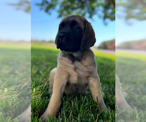 Mastiff Puppy for sale in EAST GRIDLEY, CA, USA