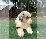Small #5 Australian Shepherd