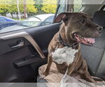 Small #1 American Pit Bull Terrier
