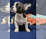 Small Photo #4 American Bullnese Puppy For Sale in PHELAN, CA, USA