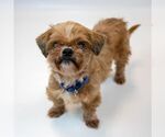 Small #5 Shih Tzu