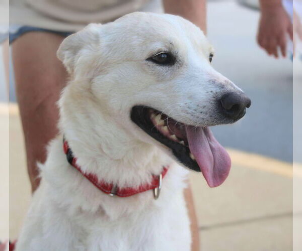 Medium Photo #3 - Mix Puppy For Sale in Holly Springs, NC, USA