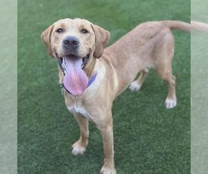 Labrador Retriever-Unknown Mix Dogs for adoption in San Diego, CA, USA