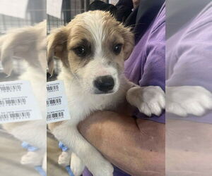 Mutt Dogs for adoption in Foristell, MO, USA
