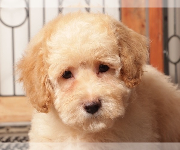 Medium Photo #2 Bichpoo Puppy For Sale in NAPLES, FL, USA