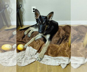 Tioga OAS - Female German Shepherd Dog Dog for Adoption - Photo #4