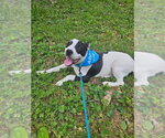 Small #42 American Pit Bull Terrier