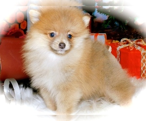 Pomeranian Puppy for sale in HAMMOND, IN, USA