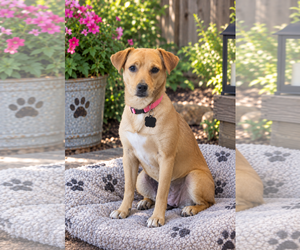 Chihuahua Dogs for adoption in Menifee, CA, USA