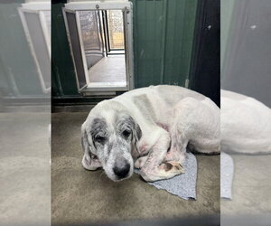 RC Washy - Male Great Pyrenees Dog for Adoption - Photo #4