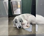 Small #3 Great Pyrenees