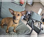 Small #1 Chihuahua