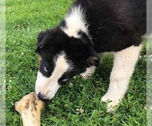 Australian Shepherd Puppy for sale in STRATFORD, WI, USA
