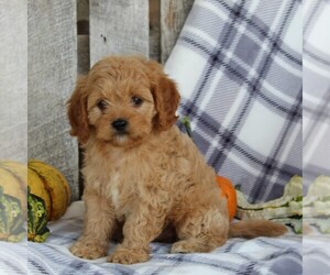 Cavapoo Puppy for sale in LEOLA, PA, USA