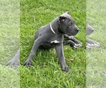 Small Photo #2 Cane Corso Puppy For Sale in ANDERSON, IN, USA