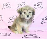 Small Photo #16 Pom-A-Poo Puppy For Sale in LAS VEGAS, NV, USA
