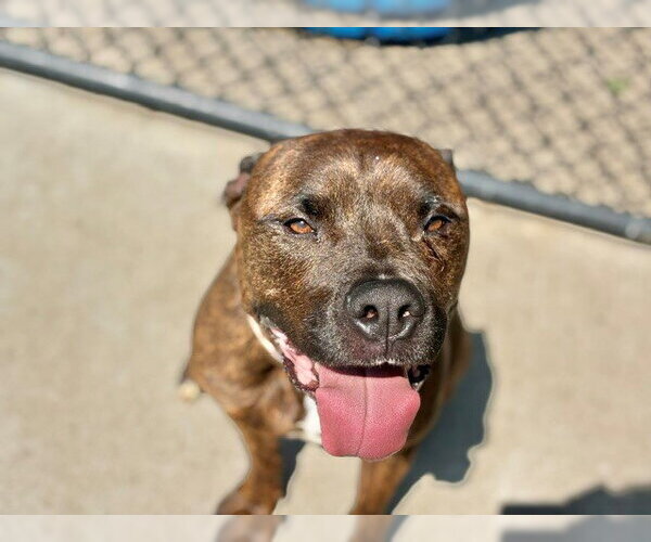 Medium Photo #1 Mutt Puppy For Sale in Tulsa, OK, USA
