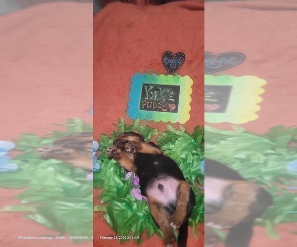 Medium Photo #348 Yorkshire Terrier Puppy For Sale in AKRON, OH, USA