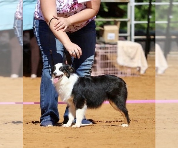 Medium Photo #1 Miniature Australian Shepherd Puppy For Sale in GRANBURY, TX, USA