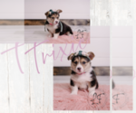 Puppy Trixie Pembroke Welsh Corgi