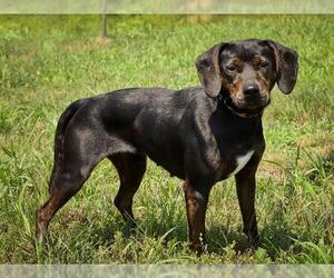 Dachshund-Labrador Retriever Mix Dogs for adoption in Ames, IA, USA