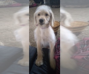 Labradoodle Puppy for sale in JEFFERSONTOWN, KY, USA