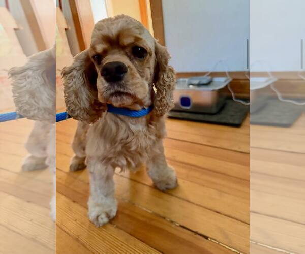 Medium Photo #3 Cocker Spaniel Puppy For Sale in Belleuve, NE, USA